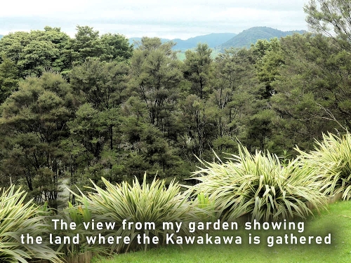 View from my garden where the Kawakawa is gathered View from my garden where the Kawakawa is gathered