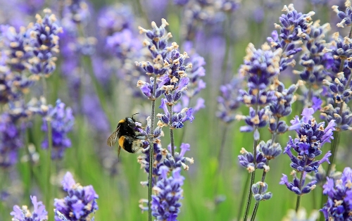 Beautiful and Therapeutic Lavender Flowers Beautiful and Therapeutic Lavender Flowers