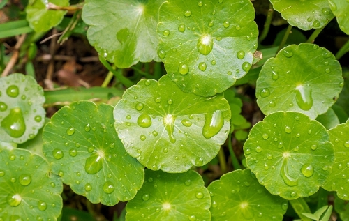 Gotu kola Leaves Gotu kola Leaves