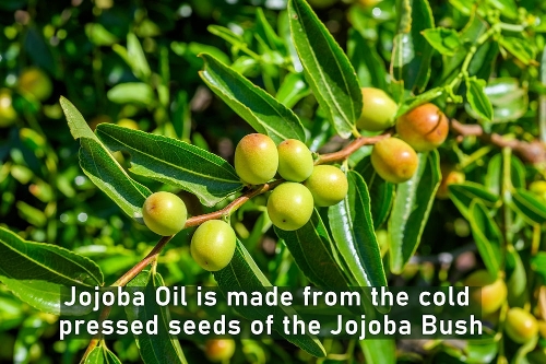 Jojoba Oil is made from the cold pressed seeds of the Jojoba Bush Jojoba Oil is made from the cold pressed seeds of the Jojoba Bush