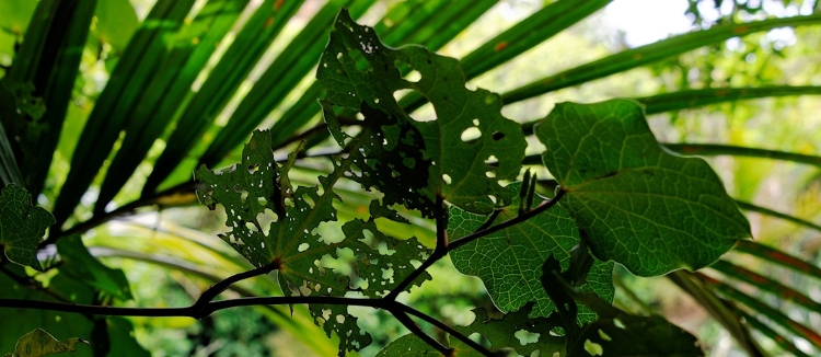 Kawakawa Leaves ready for collection Kawakawa Leaves ready for collection