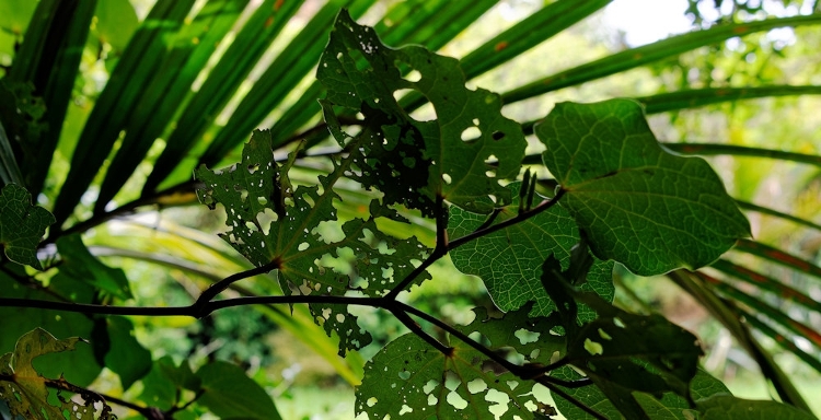 Kawakawa Leaves ready for collection Kawakawa Leaves ready for collection