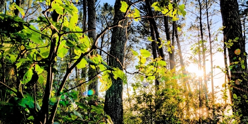 Kawakawa bush in forest with sun streaming throuh the trees Kawakawa bush in forest with sun streaming throuh the trees