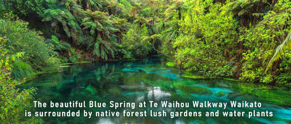 The beautiful Blue Spring at Te Waihou Walkway Waikato The beautiful Blue Spring at Te Waihou Walkway Waikato