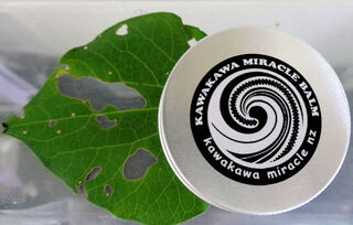 Kawakawa Miracle Balm the Making Complete